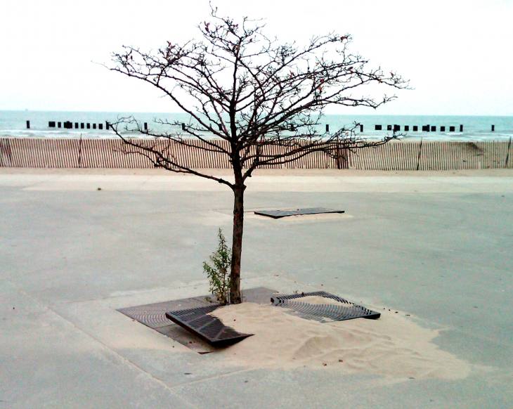 The Lone Tree